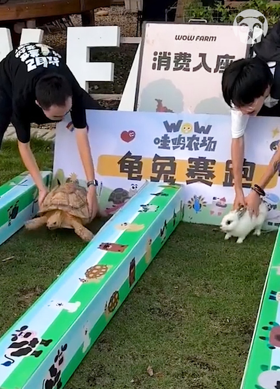 Tortoise and the hare competed in a real-life version of the fable ...