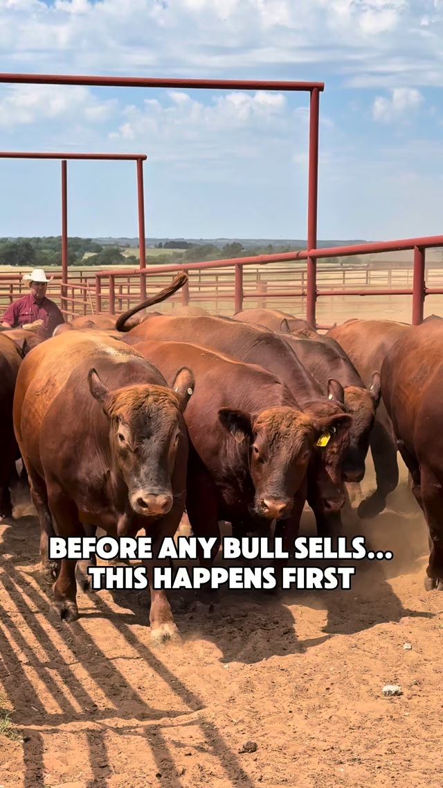 Because when you buy a bull, he needs to go to work. That’s why each ...