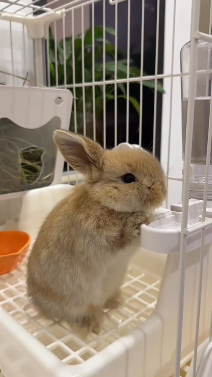 #cute #rabbit #rabbitlovers | Yussy Herdiani Kartasasmita | Facebook