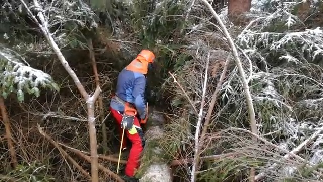A challenging job of cutting into a tree back with a Husqvarna 560 XP ...
