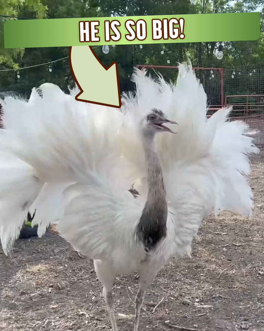 The Urban Rescue Ranch