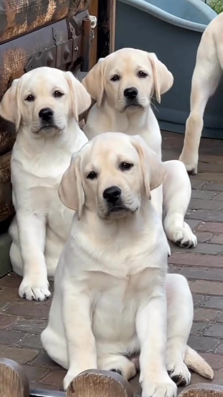 សាច់ញាតិអា Turbo 😂😂😂 #labrador #dog | Furbaby Pet Palace | Facebook