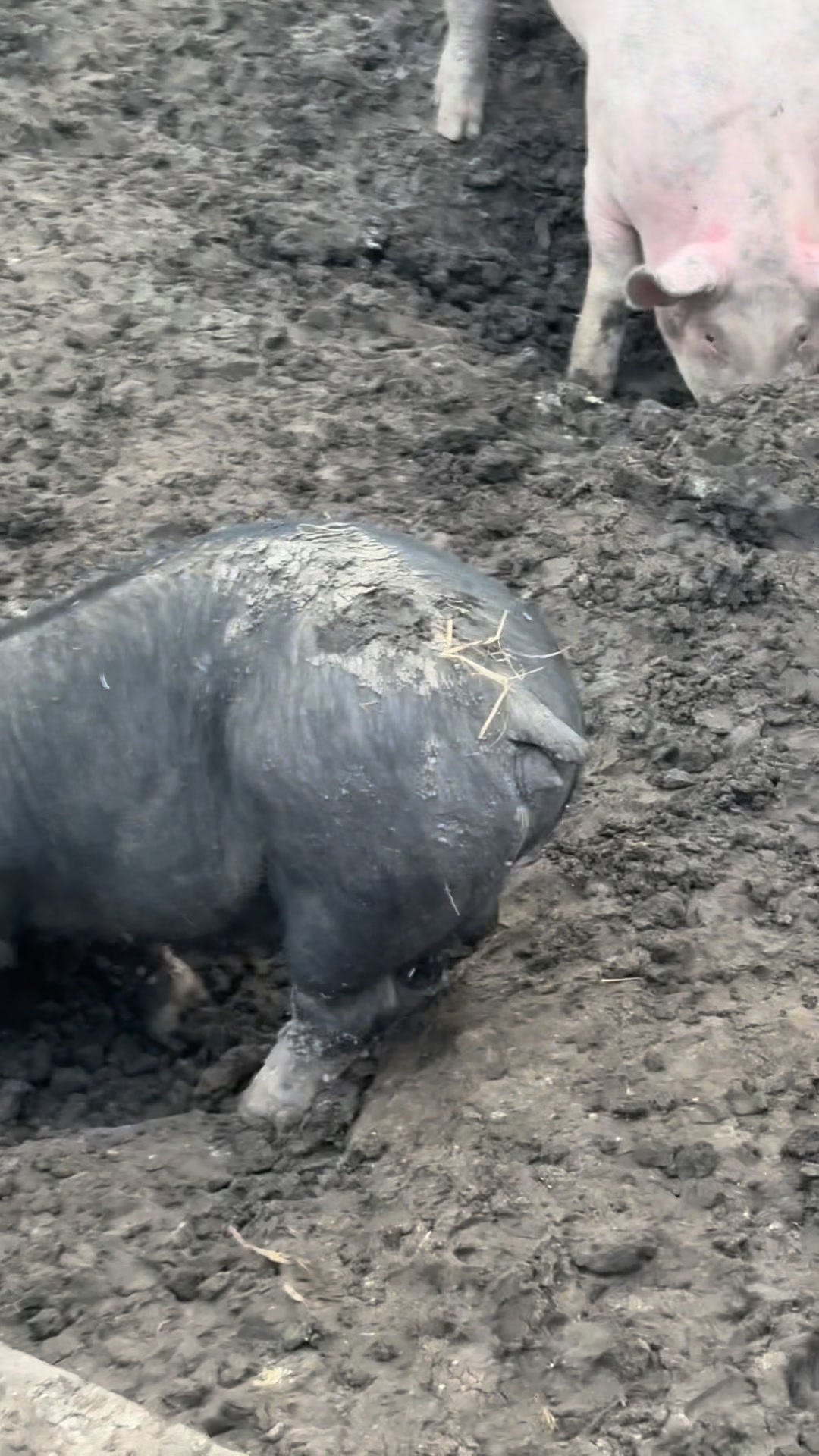 Pigs out digging..making holes. This is instinct, if they were in the ...