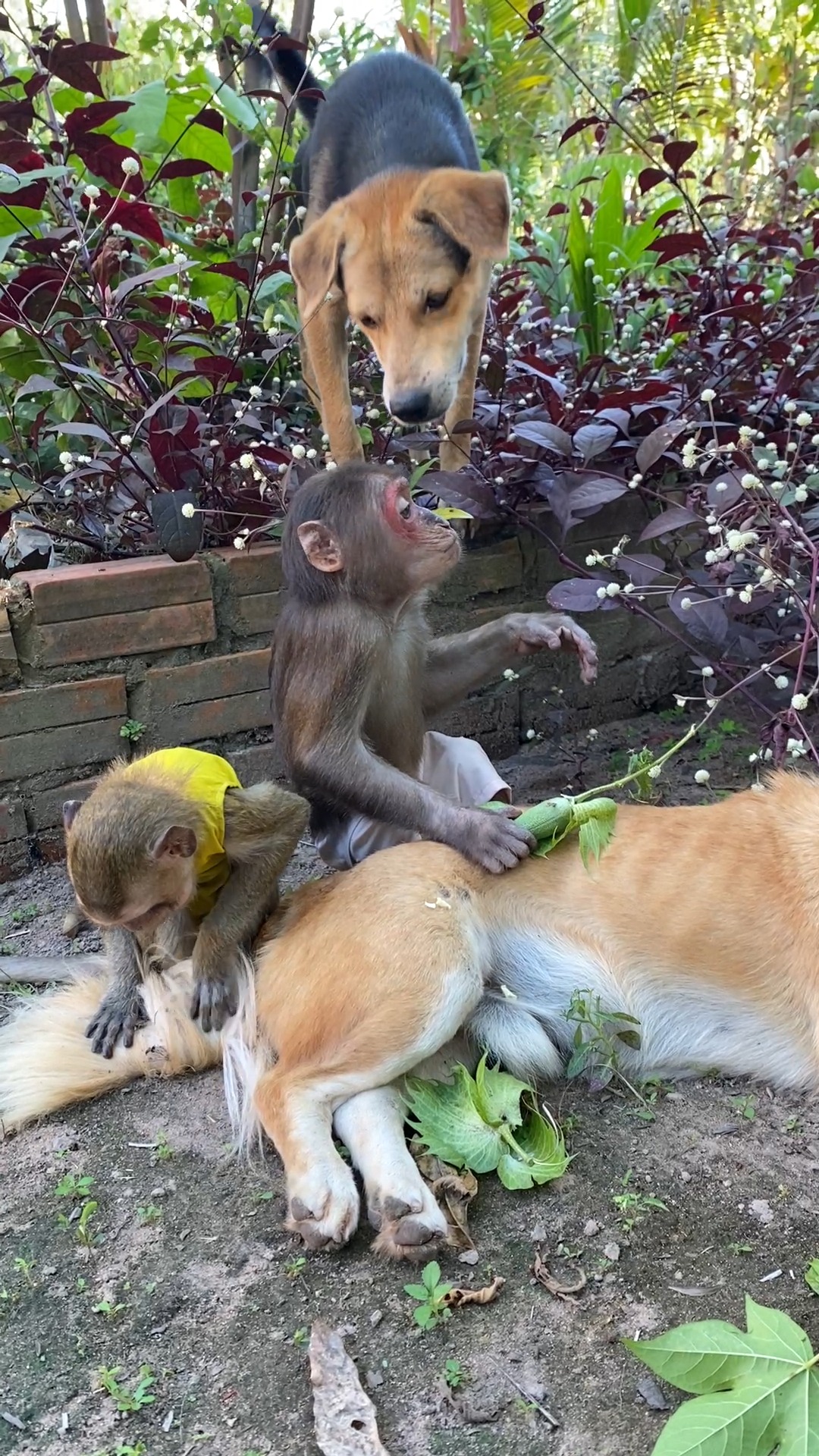 Monkey Adventures with Lots of Smiles #monkey #FallInLove #PetRehoming ...