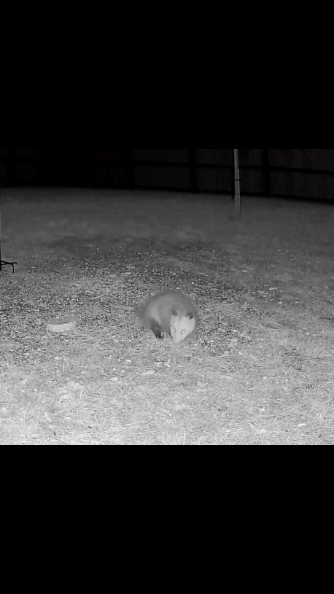 Night time under the bird feeder clean up crew hahaha. #skunk #opossums ...