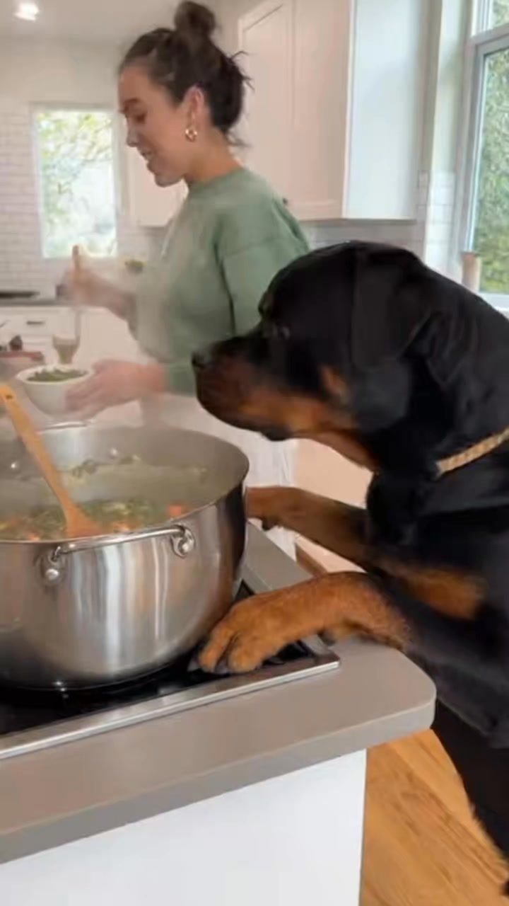 Comment you Thoughts : #rottweiler #dogsofinstagram #dog #dogs #rottie ...