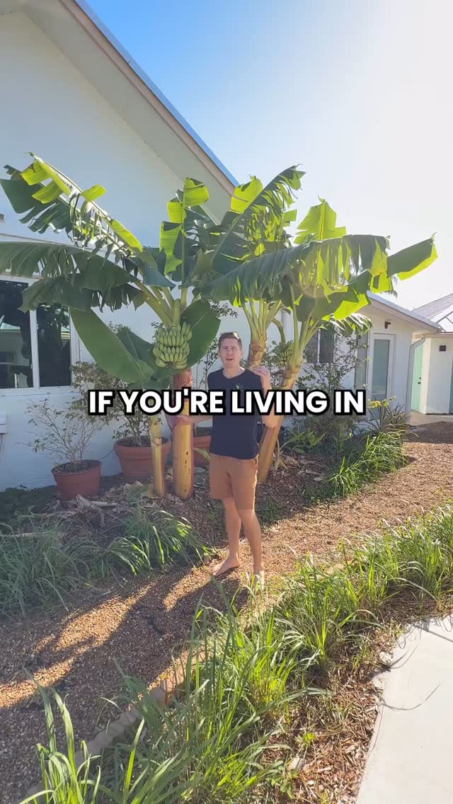 How long does it take to have ripe bananas once you plant a banana