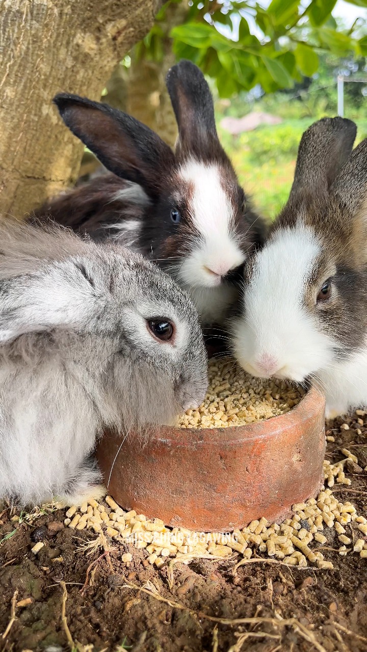 Cutie Rabbits at Rabbiton, Pamplona, Negros Oriental. You can play and ...