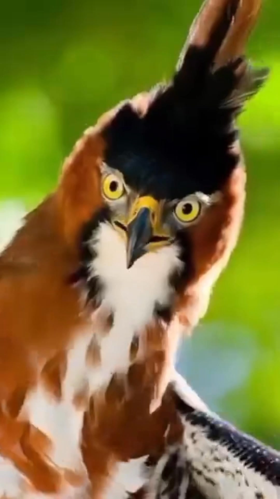 Amazing ...😍😍 #birds #birdwatching #nature #wildlife #viralreelsvideo ...