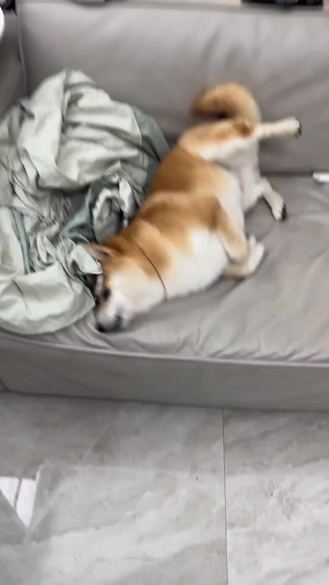 谁家小狗起床气会这么大...#柴犬 #柴犬日常 #柴犬幼犬 | 柴柴小八嘎 | Facebook