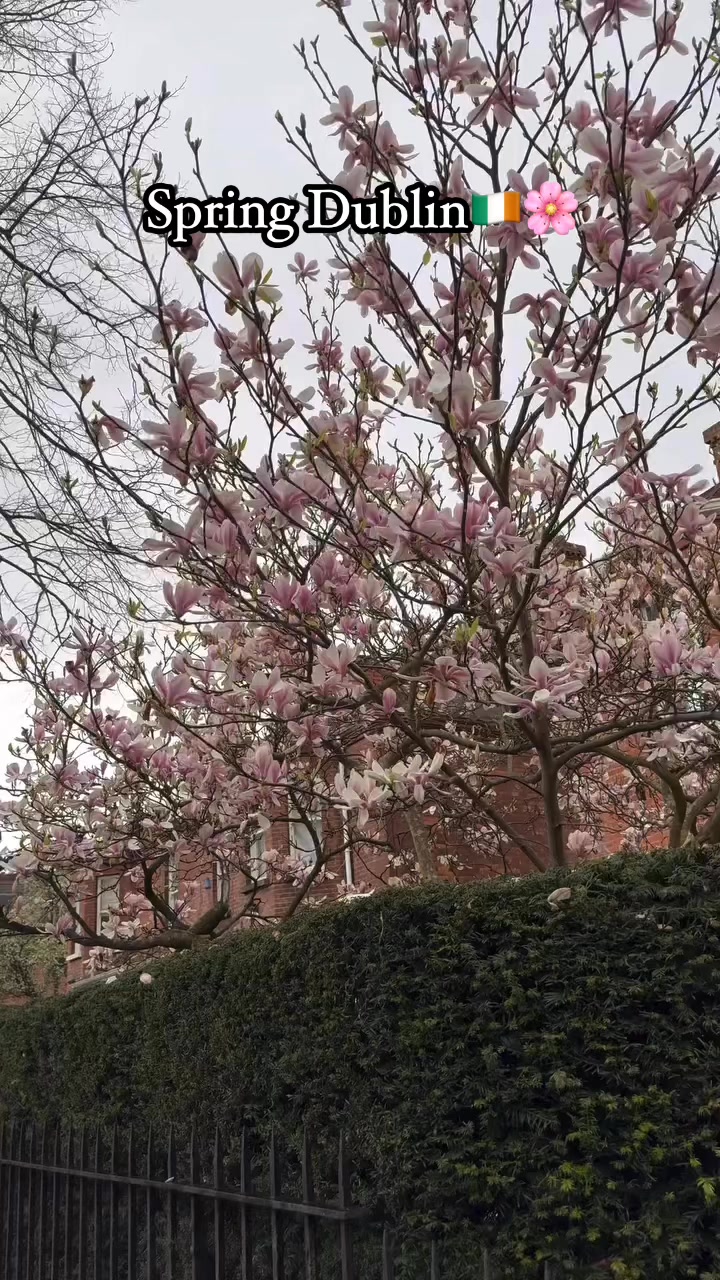 Spring Dublin🇮🇪 #ireland #spring #reelsviralシ #reelsfbシ #reels #irish # ...
