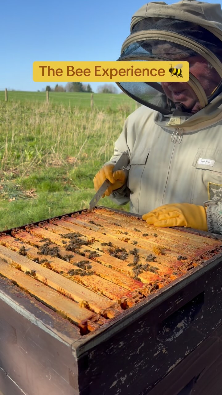 🐝Steve has ONLY 4 spaces available for ‘The Bee Experience’🐝 Here’s a ...