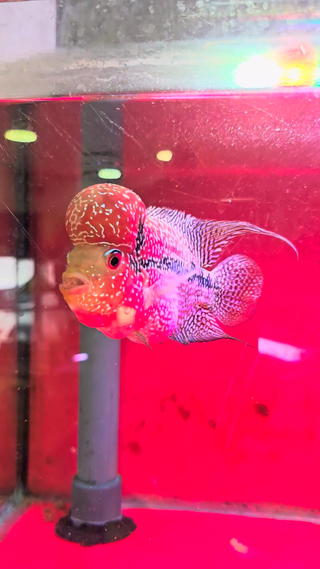 Fish With Style