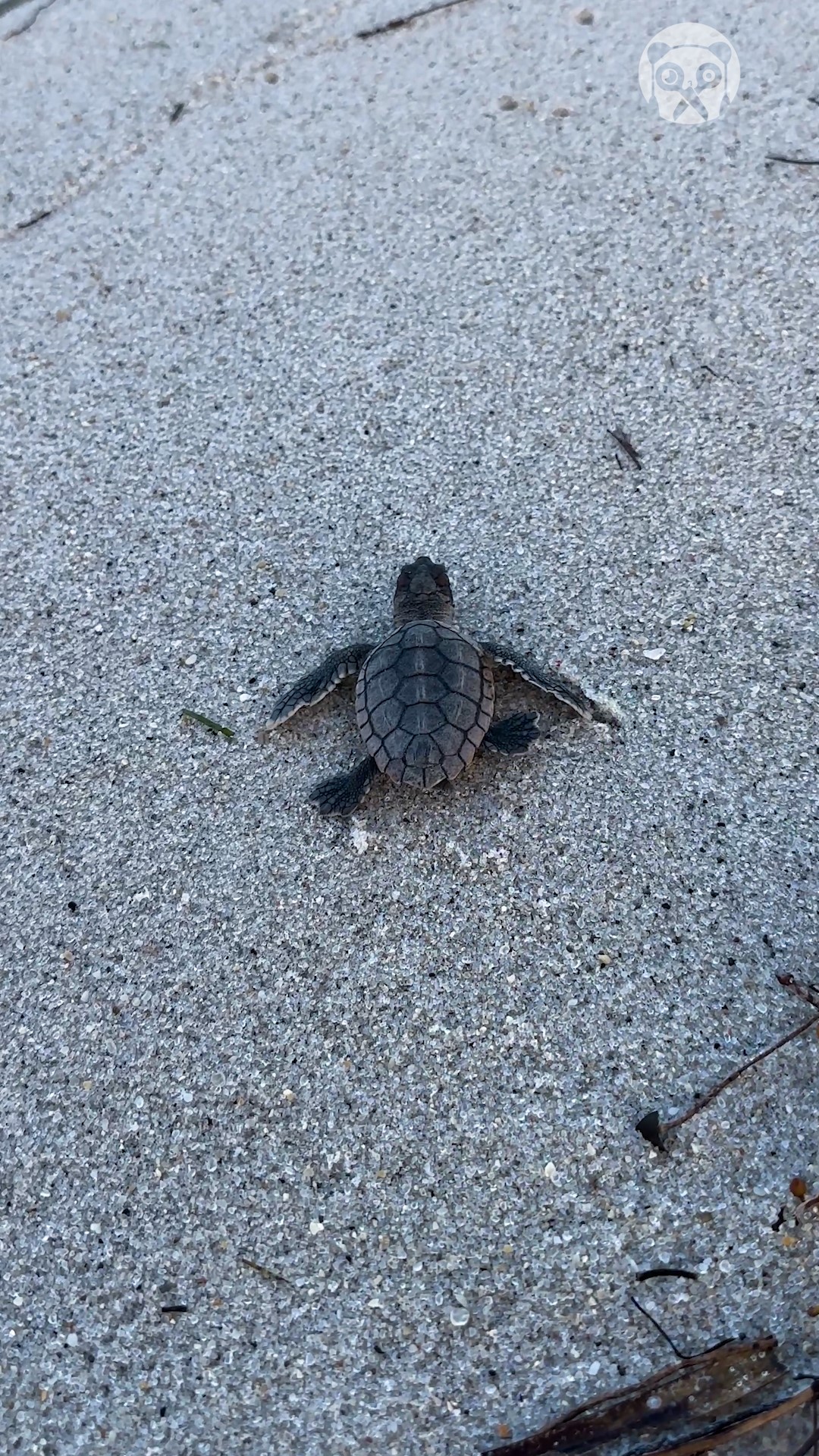 Stranded turtle gets rescued & release into the ocean | Bored Panda ...