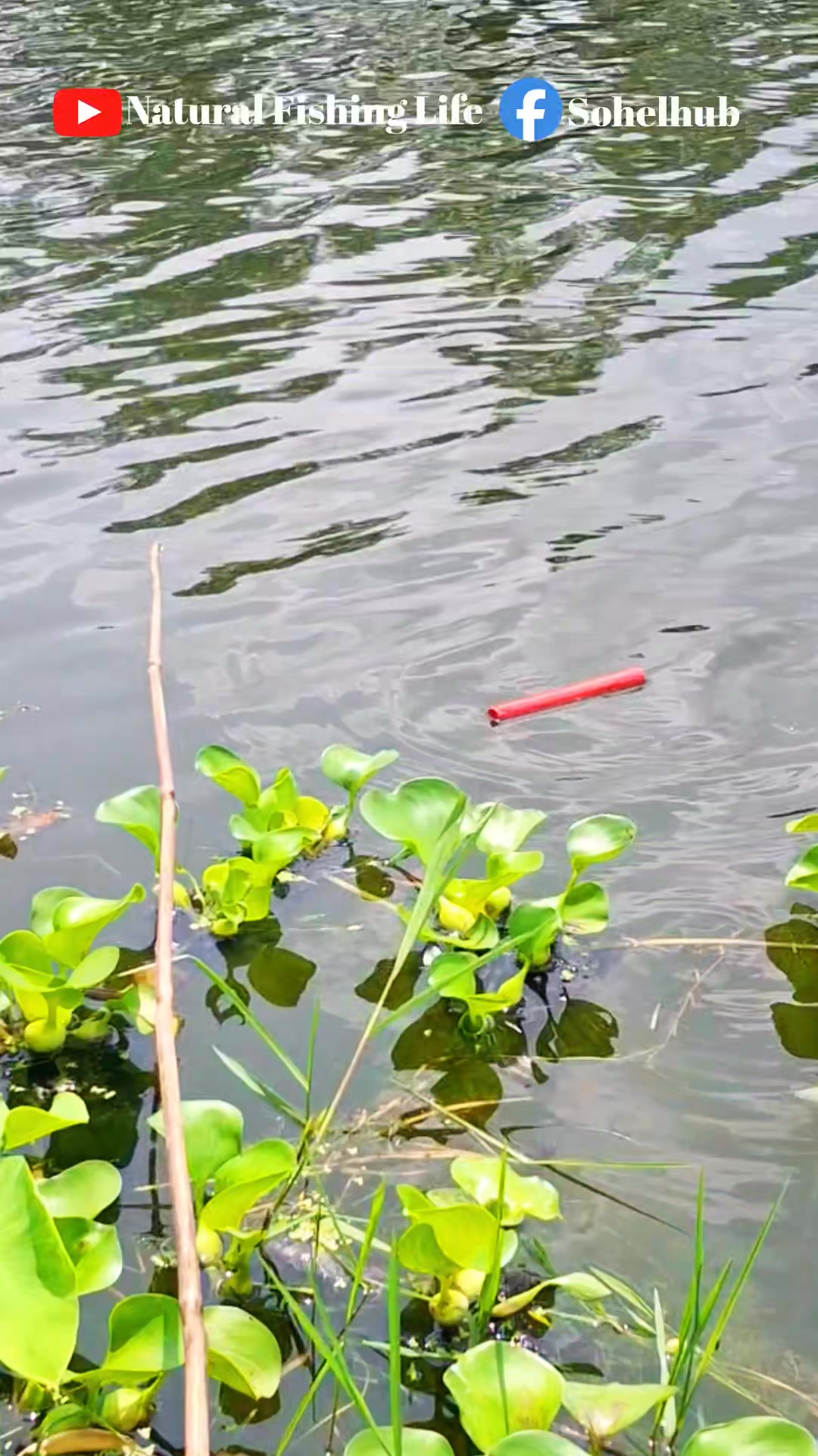 The best way to hook fishing in pond (Part-1280) #fishing #hookfishing ...