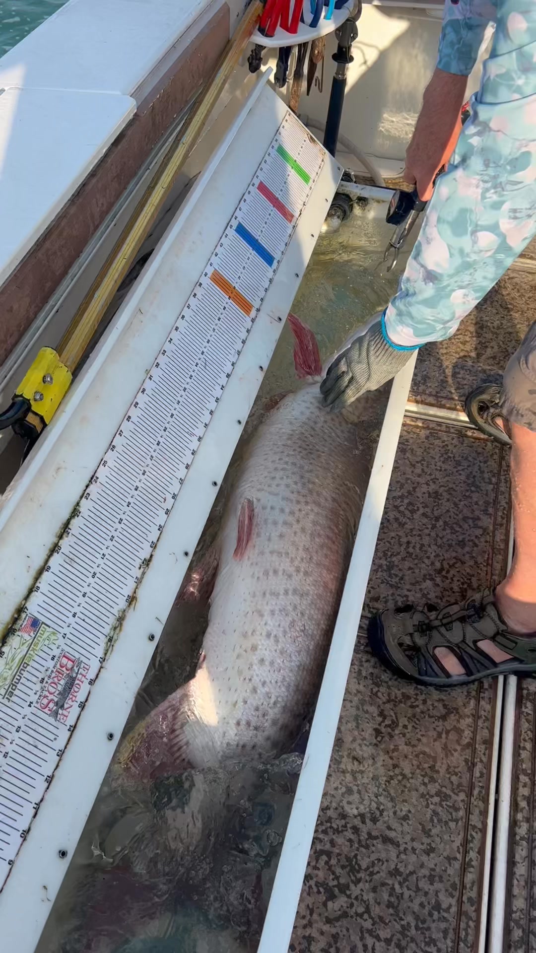 After a skunk casting Oct. 4th ……the fifth started off right! Grandt ...