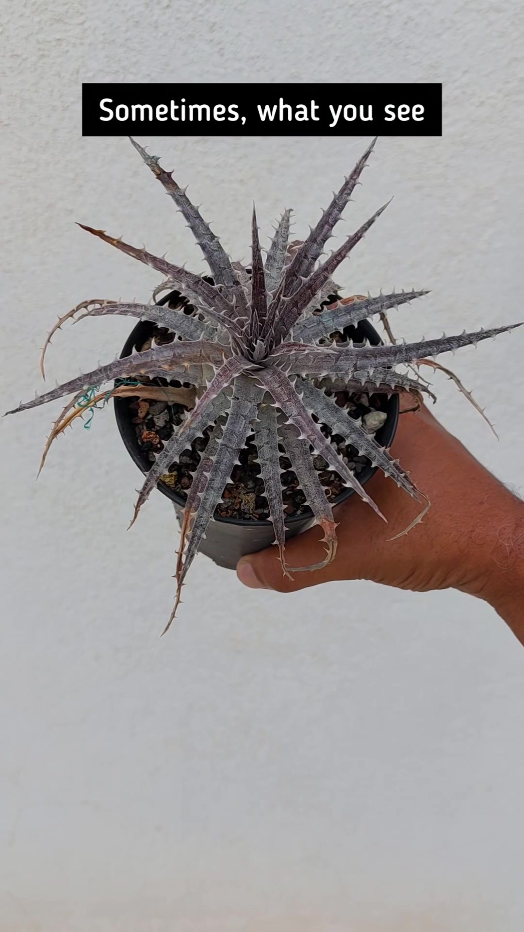 Dyckia goehringii x affinis argentea plant