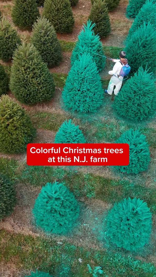 Green or Pink? 🎄This tree farm sells colored Christmas trees in western ...