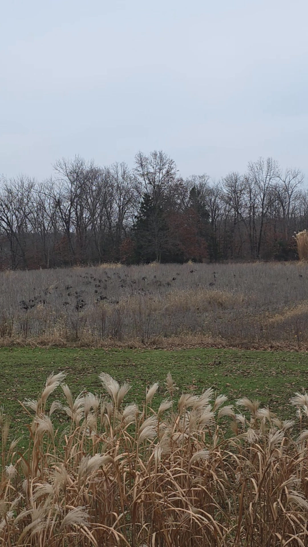 A couple turkeys | HUAH Outdoors | Facebook