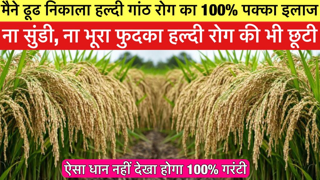 मैने ढूढ निकाला हल्दी गांठ रोग का 100% पक्का इलाज, ऐसा धान नहीं देखा ...