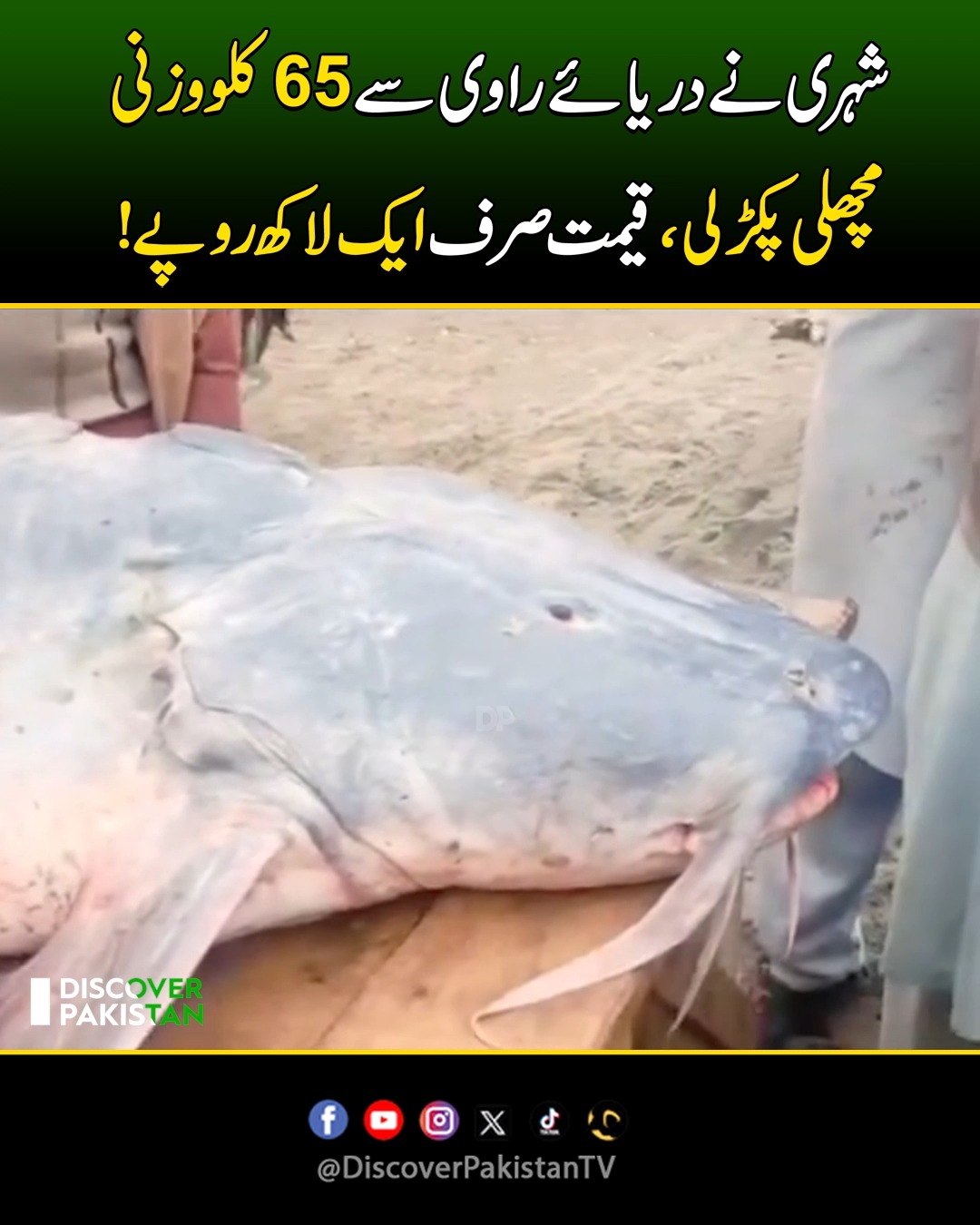 شہری نے دریائے راوی سے 65کلووزنی مچھلی پکڑلی، قیمت صرف ایک لاکھ روپے ...