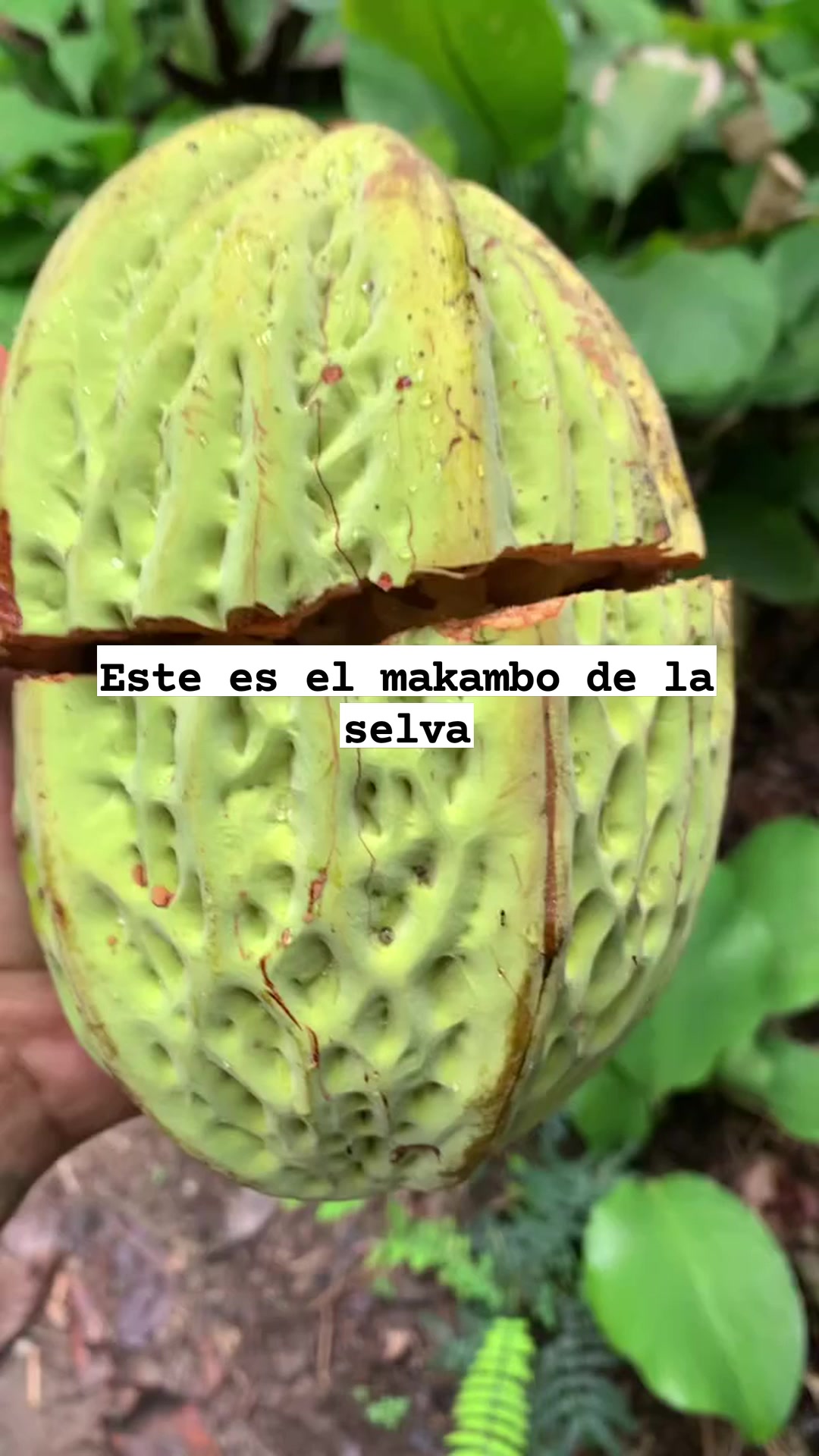 Ñaños el rico makambo de nuestra selva, cómo lo conocen ustedes? 😋😱 ...
