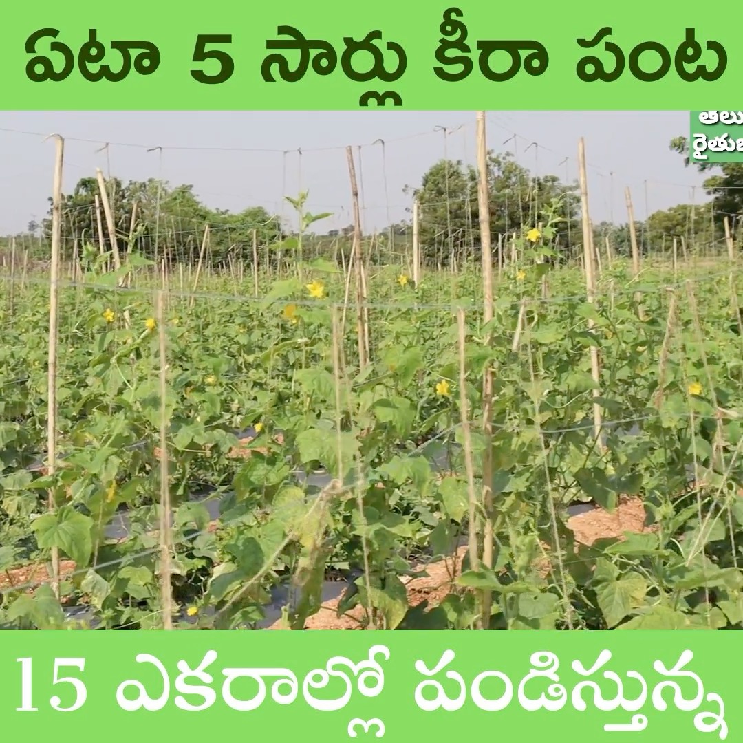 ఏటా 5 సార్లు కీరా పంట 15 ఎకరాల్లో పండిస్తున్న #rythubadi #agriculture # ...