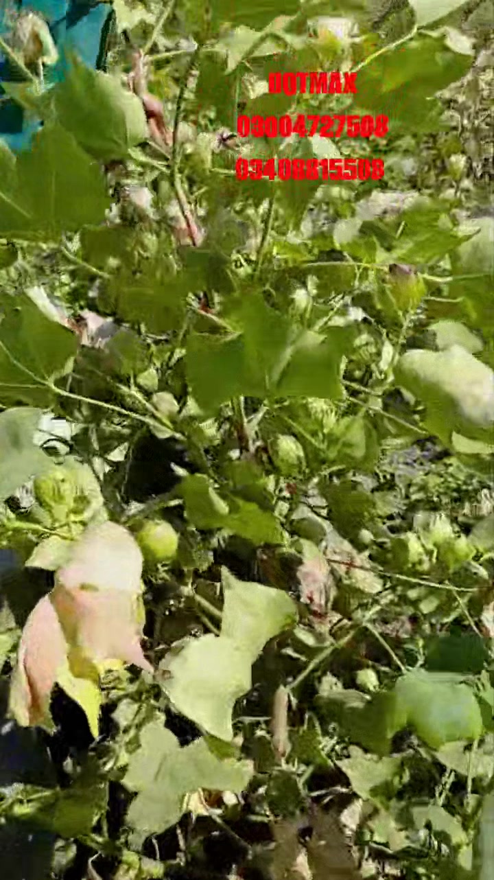 #AgriculturePakistan #seeddealers #viralvideochallenge #agriculture # ...