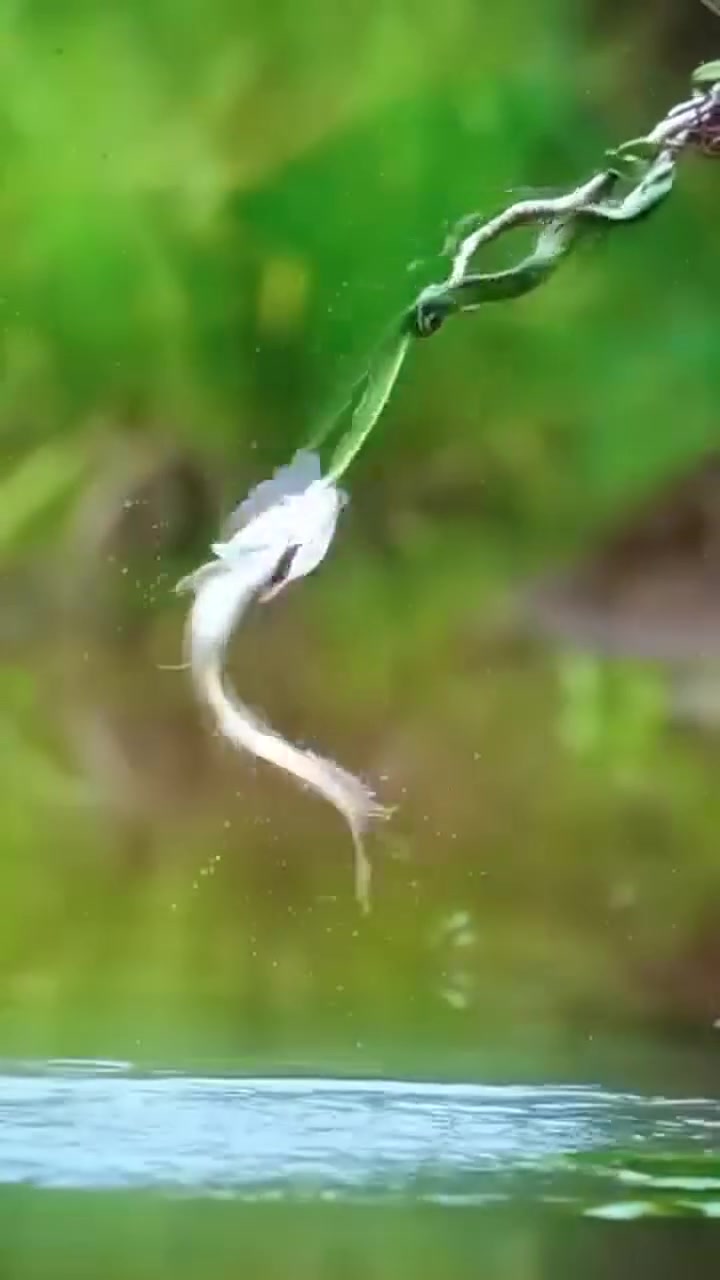 Playing with fire: when the little fish decided the shiny hook looked ...