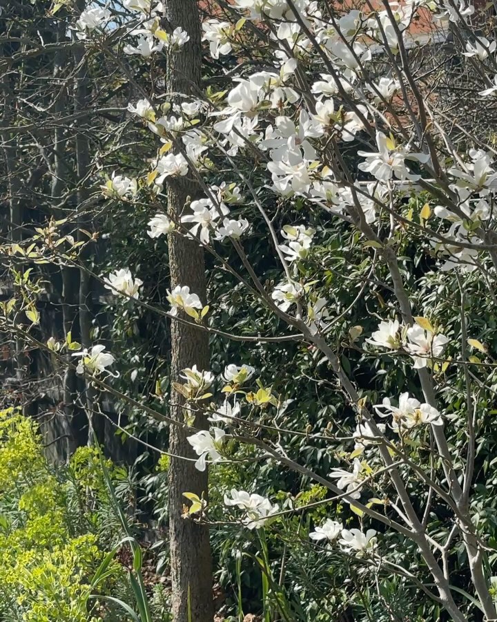 botanicallyryan