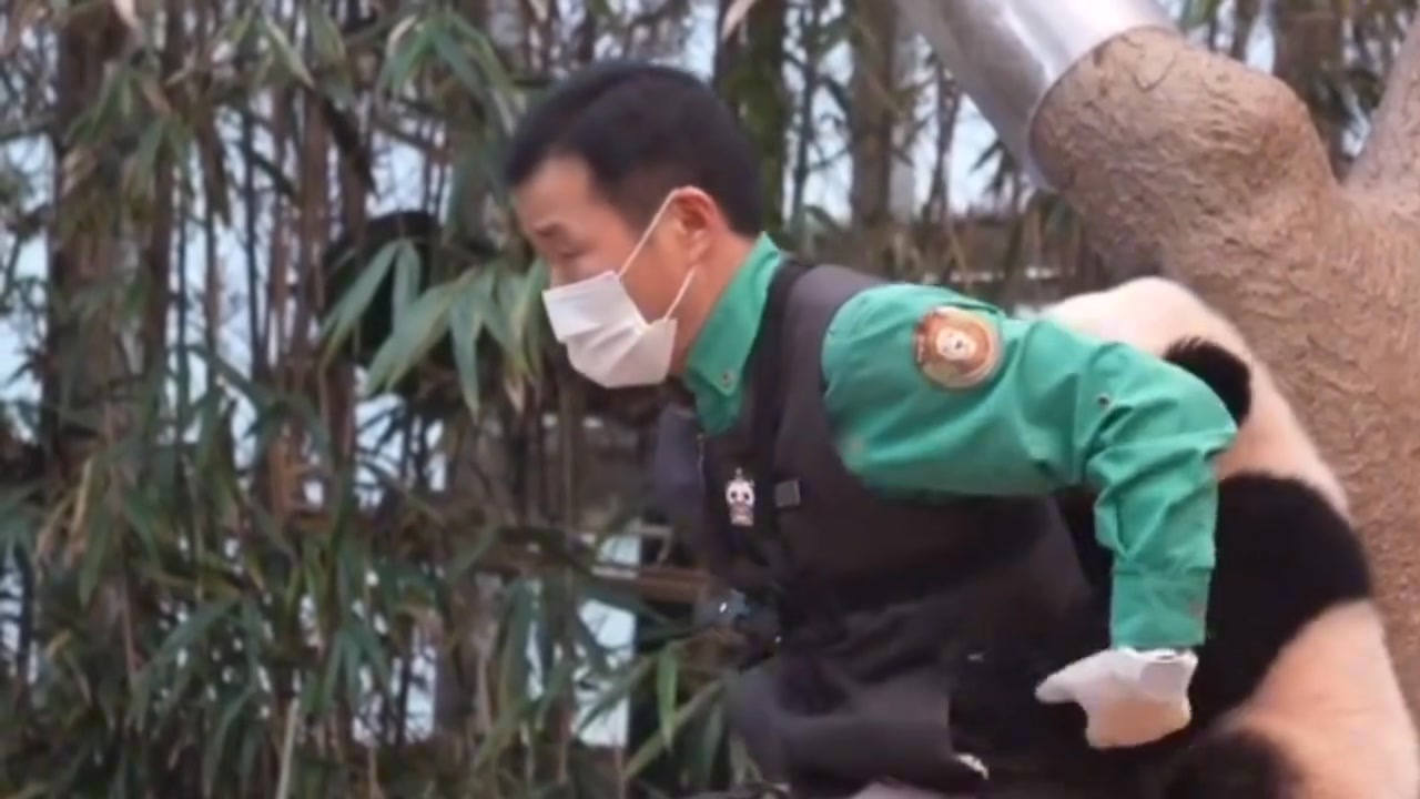 要背背的小光軍。 | 熊猫小奇迹 | Facebook