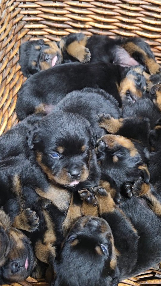 Butler Kennels Rottweilers | Gatesville TX