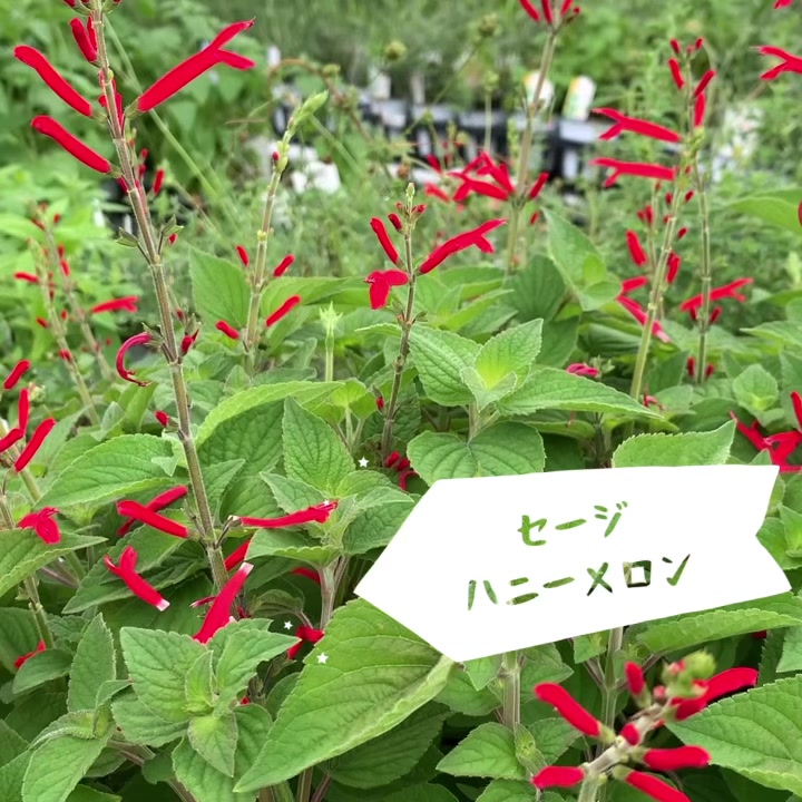 株式会社itanse セージハニーメロン By 株式会社itanse セージハニーメロン 葉がほんのりメロンの香りがするハーブ です 赤い花がとってもかわいい Itanse イタンセ レモンバーベナ パクチー ペパーミント アロマ ラベンダー