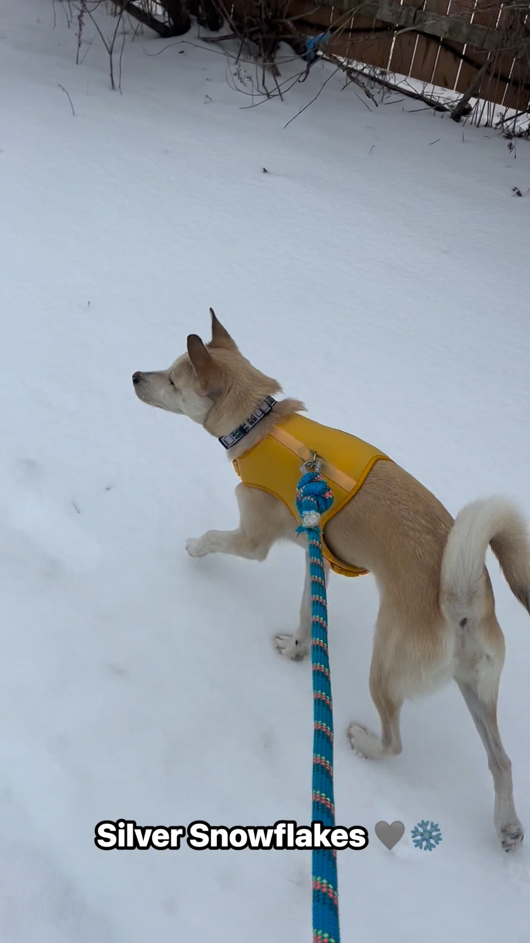 #january #saturday #morning #dog #walk #silver #snowflakes #birds # ...