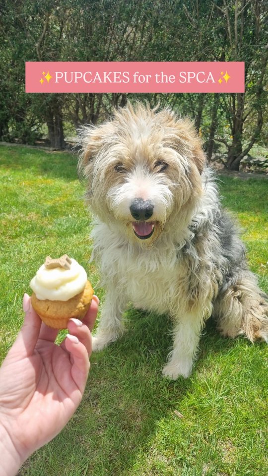 spca-cupcake-day-is-tomorrow-wed-29th-oct-we-will-be-selling-cute