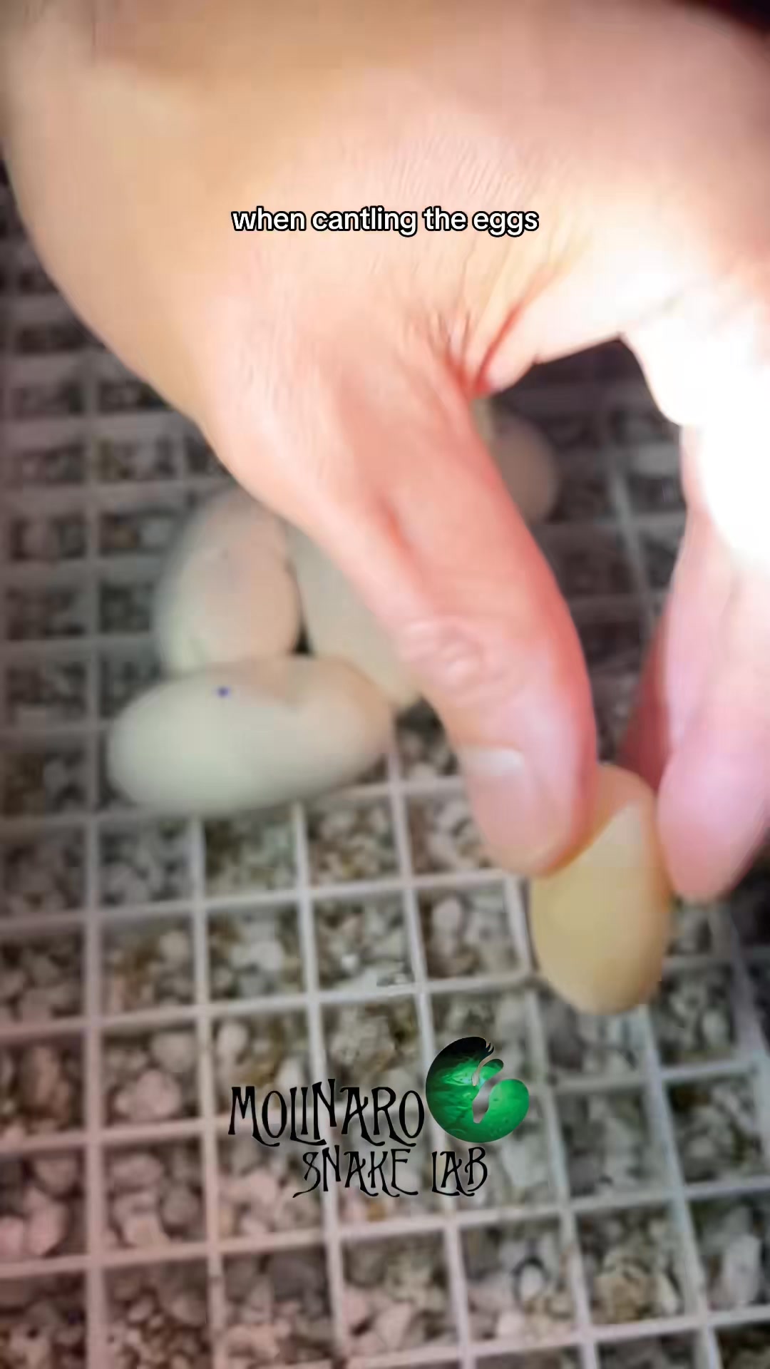Children's python eggs! #reels #animals #snake #reptiles #biology | The ...