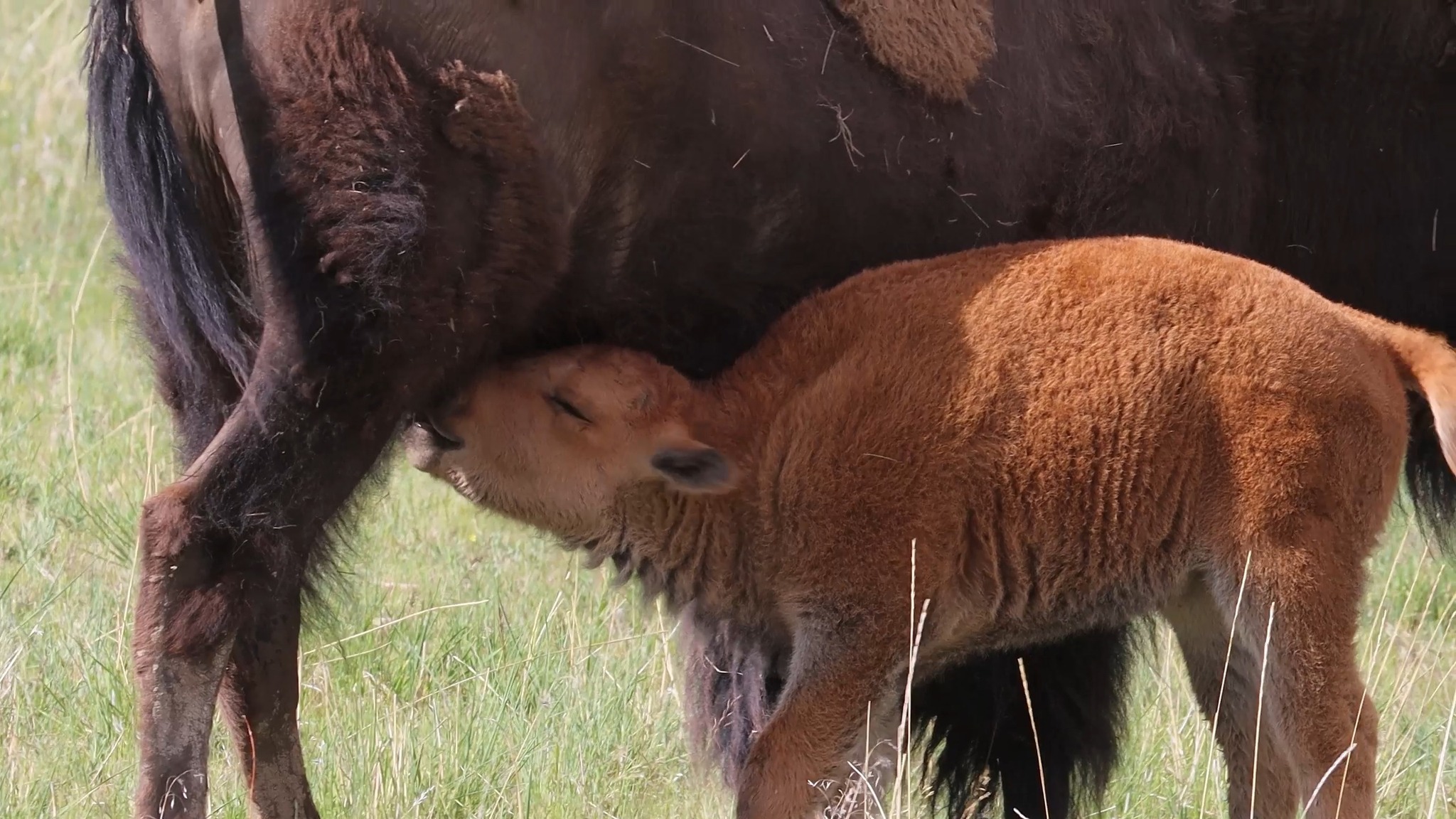 A bison calf nurses in Montana, this spring. Actual sounds from the ...