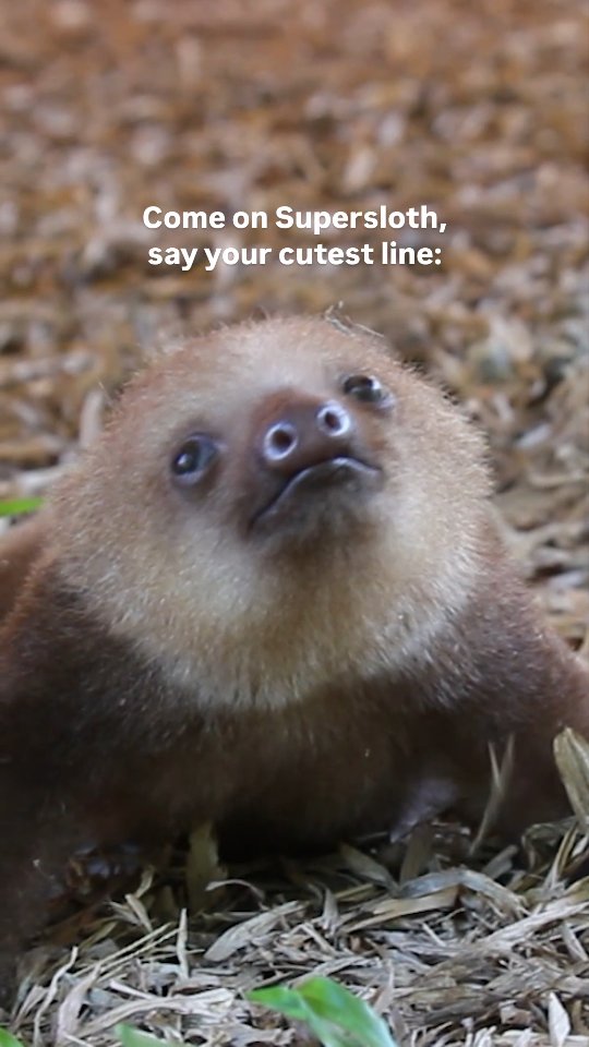 Did you know sloths make sounds? Two-fingered sloth babies call their ...