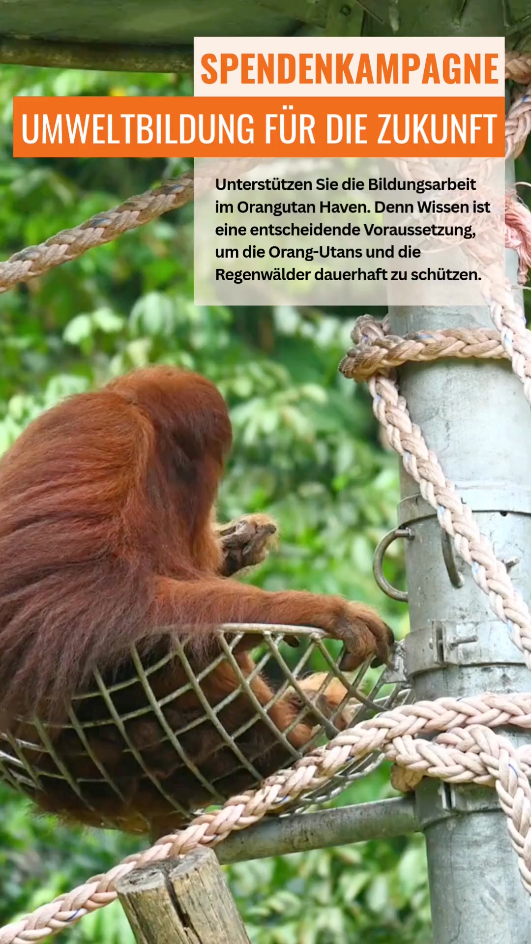 Orang-Utans in Not e.V. - Durchhalten, bald ist es geschafft! 💚💚💚 ...