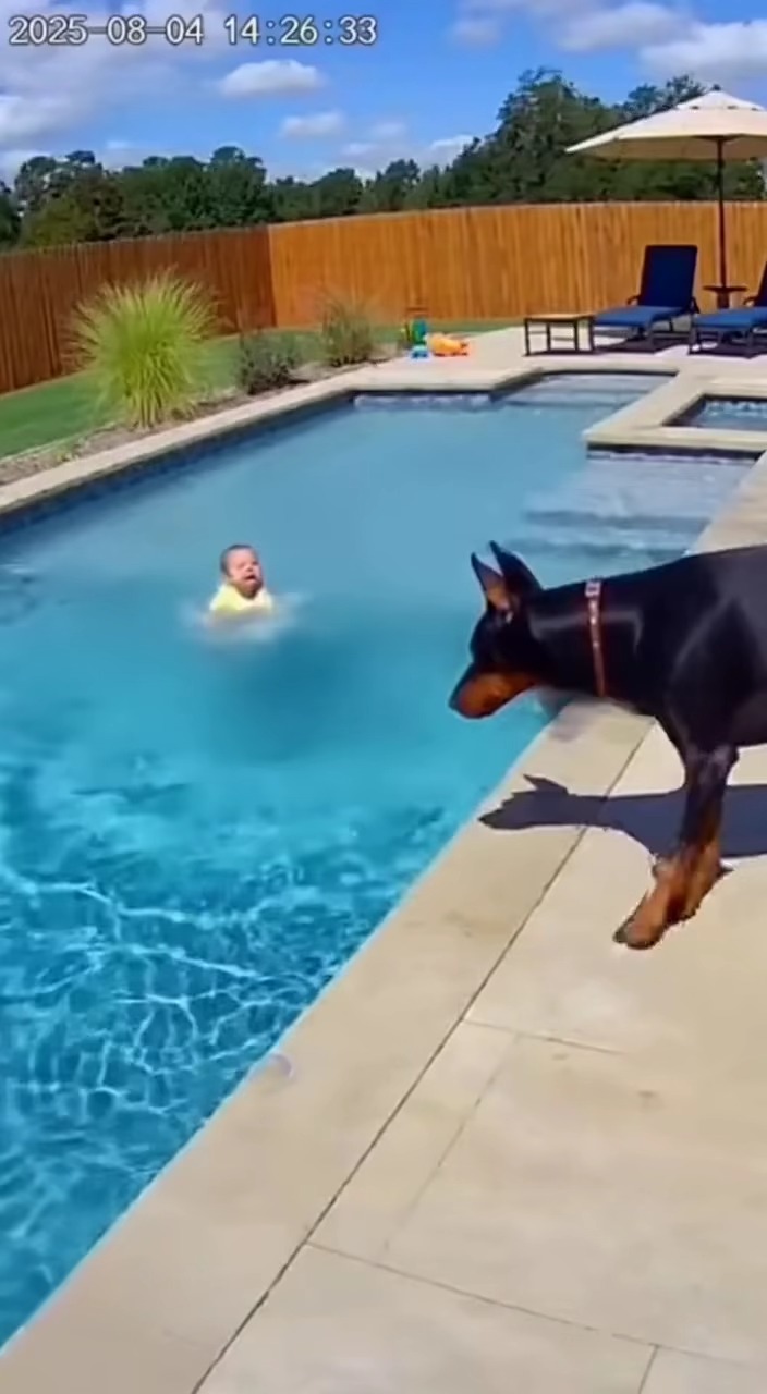 Dog Jumps Into Pool to Keep Baby Afloat During Scary Moment Backyard ...