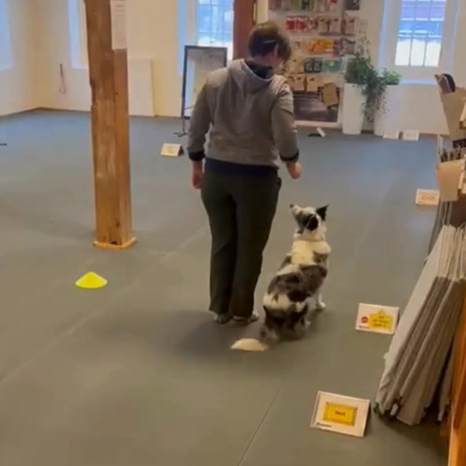 tr-ningstips-n-r-du-i-b-rjan-tr-nar-din-hund-att-f-rbli-i-en-och-samma