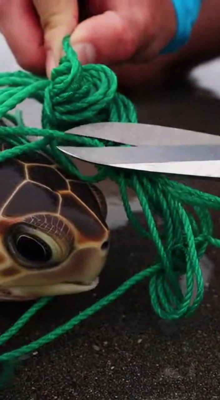 On a sandy beach, a helpless turtle struggles against a tangled net ...