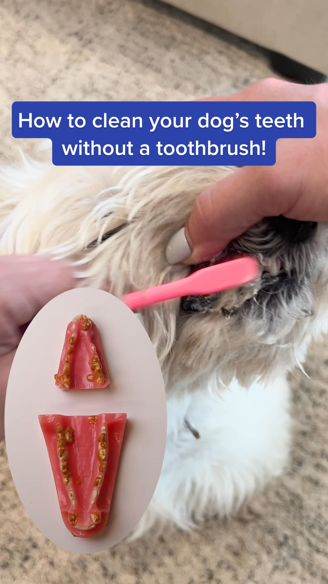 How to Clean Dog Teeth Without Brushing: Easy Tips