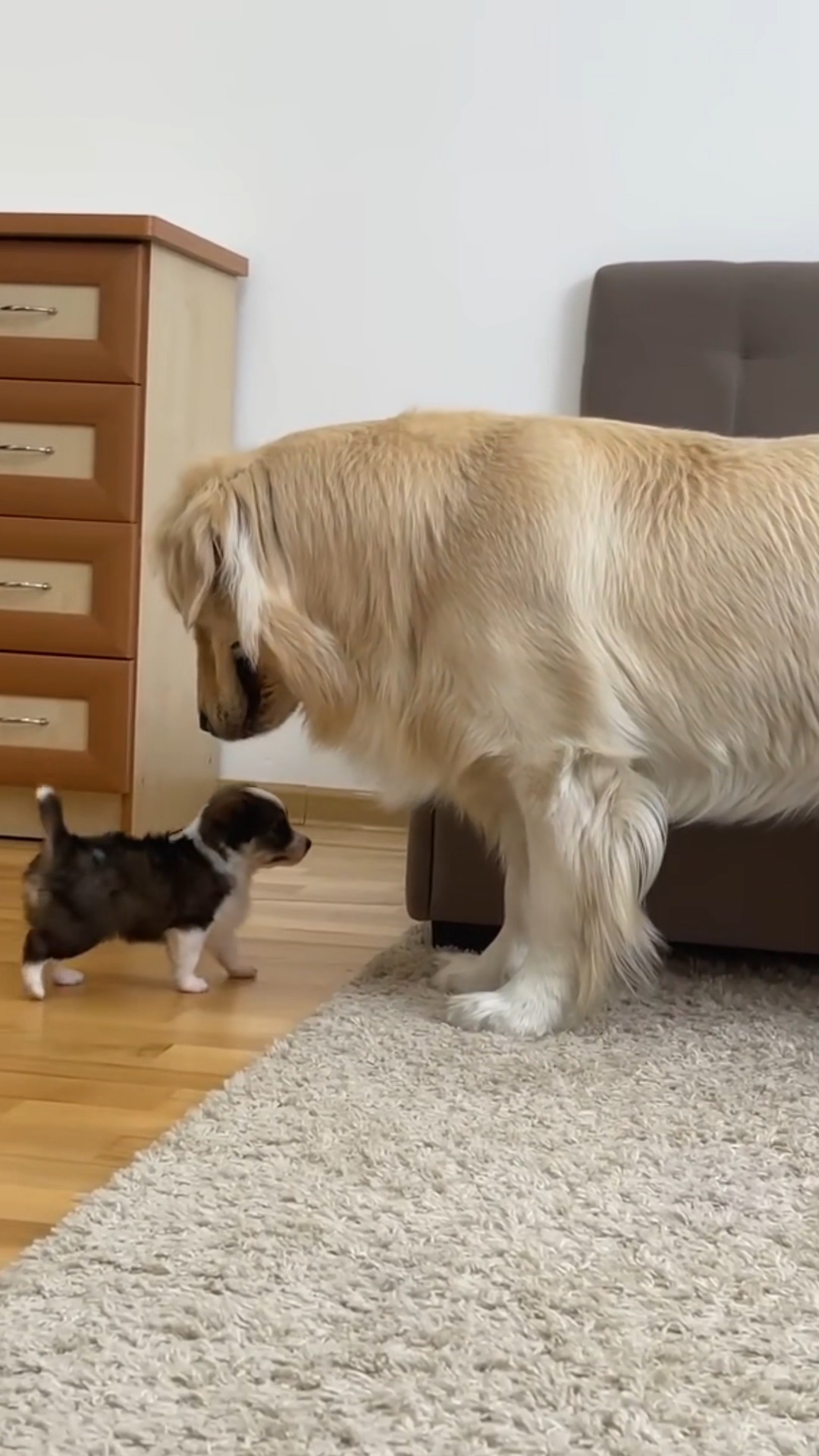 Golden Retriever Reacts to Adorable Puppy | ZZ5
