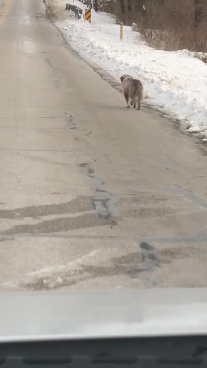 Update… Jennifer Alvey just drove the road the dog last seen. No dog ...