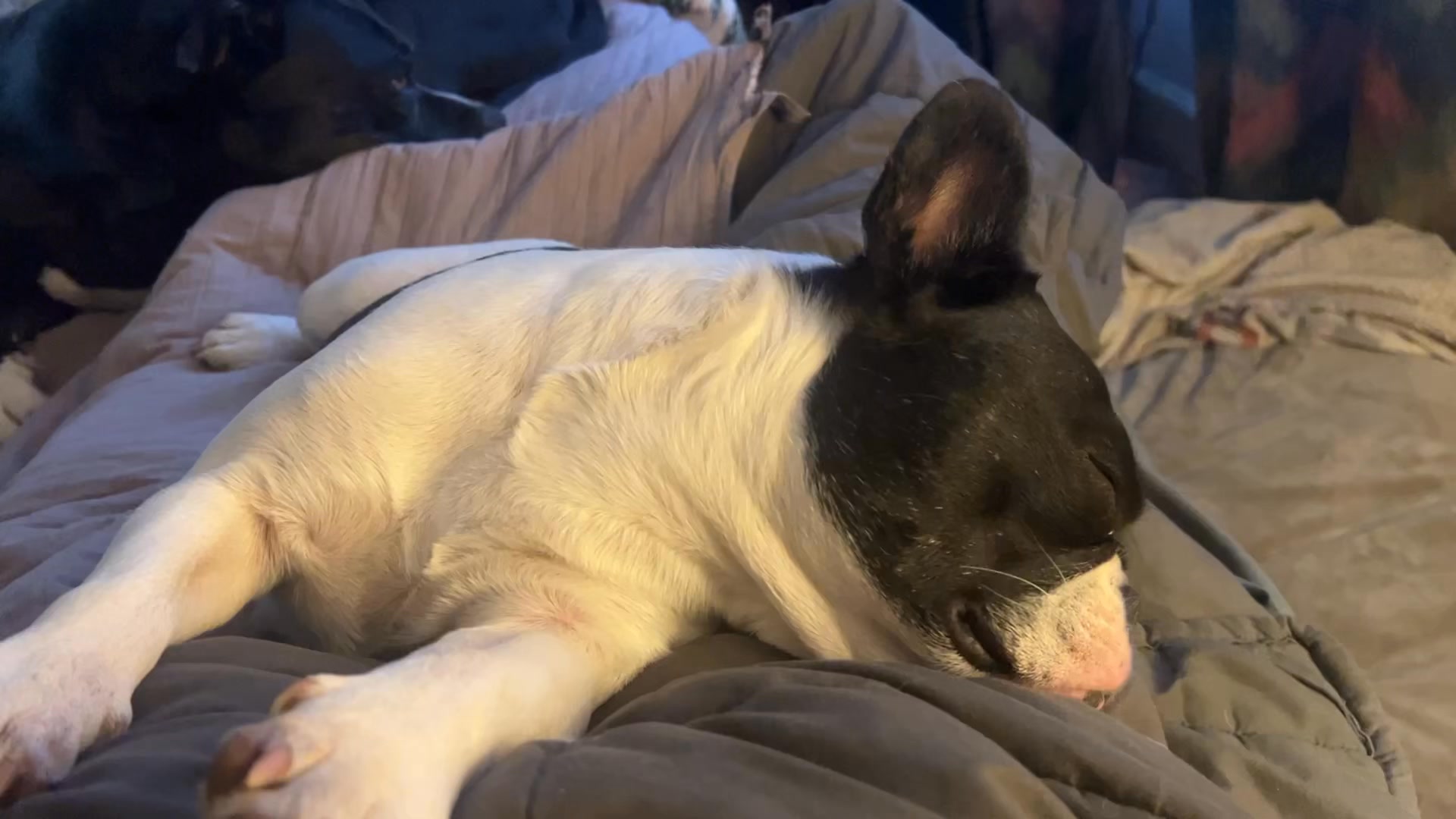 After the festivities nap with part of the pack. | Michelle Ray ...