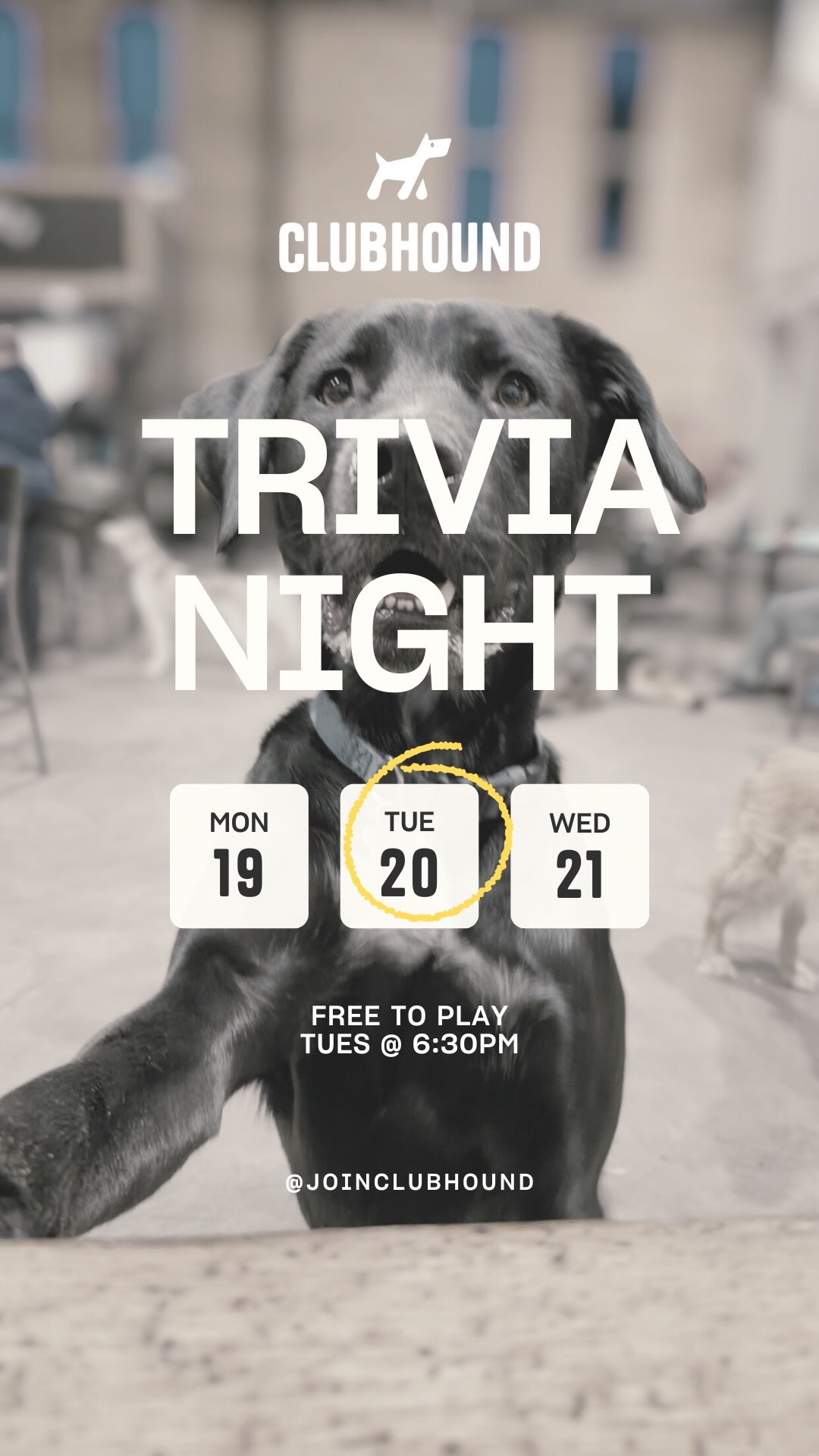 Jake (played by Moose) can’t take the trivia PRESH! 😬🐾🍻 If you think ...