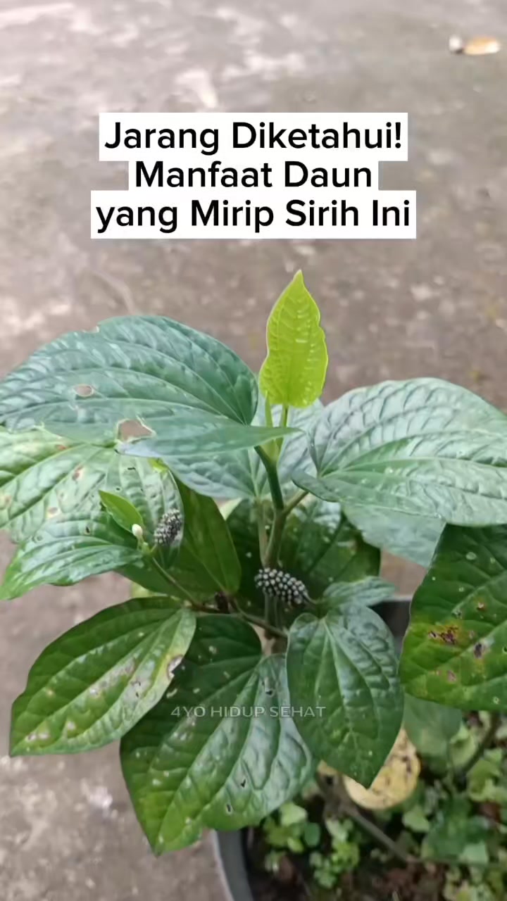 Pernahkah Anda melihat tanaman yang mirip daun sirih ini? | 4yo Hidup ...