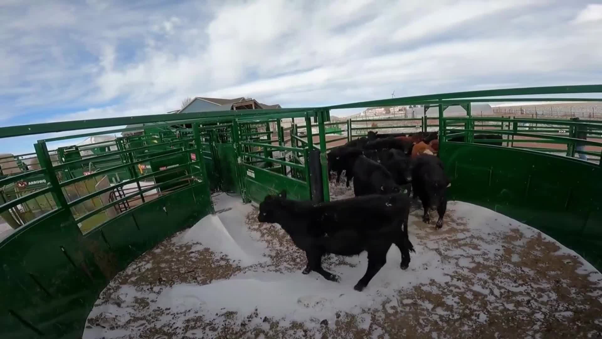 Need a cattle handling system where you can work solo? Look no further ...