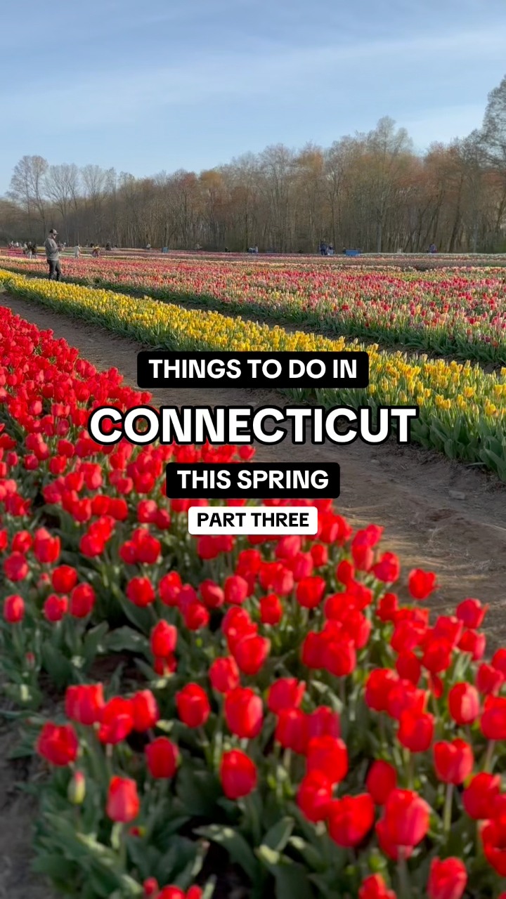 Wicked Tulips in Preston, CT is a must visit spot in Connecticut this ...